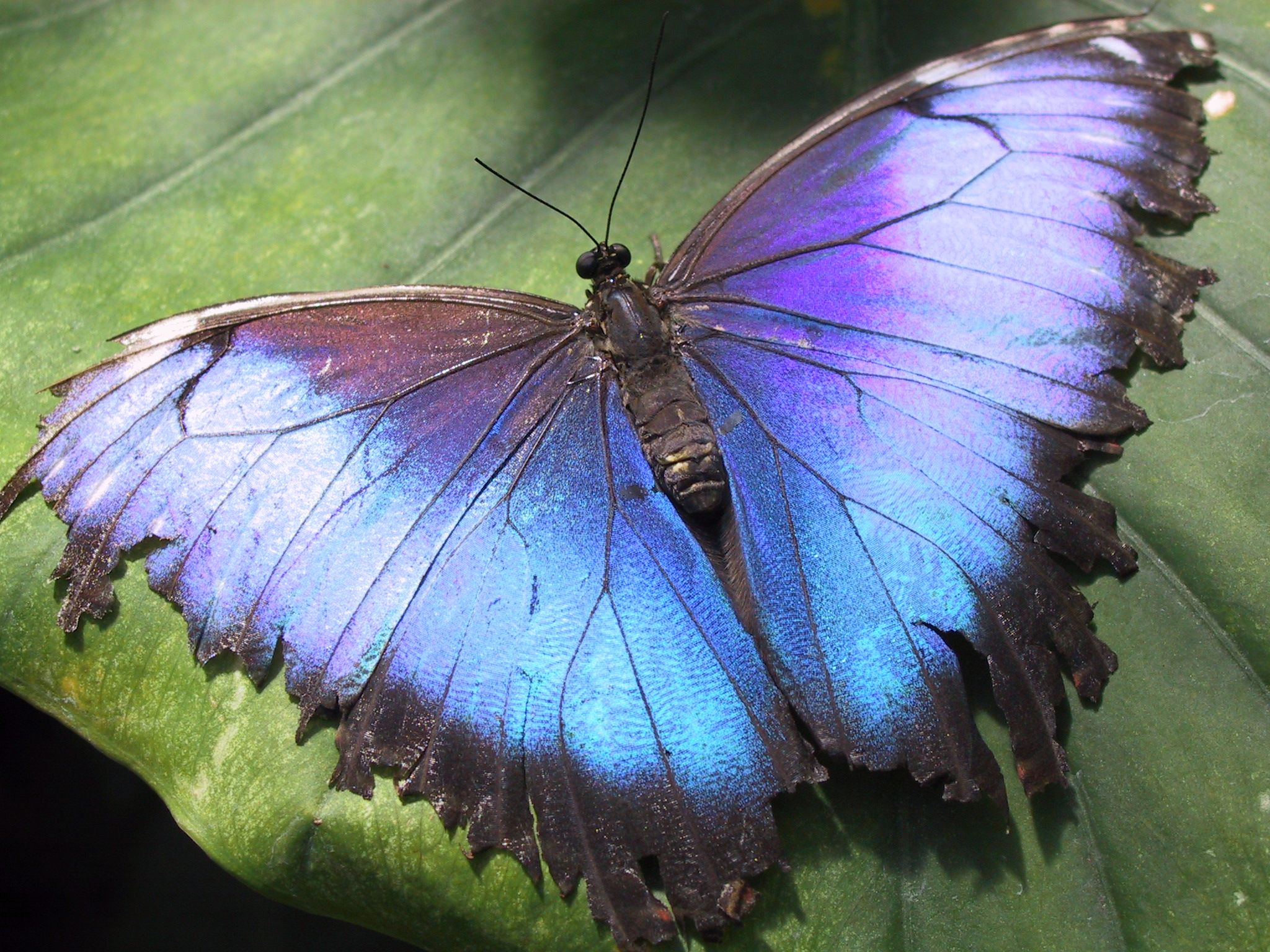 Papillons